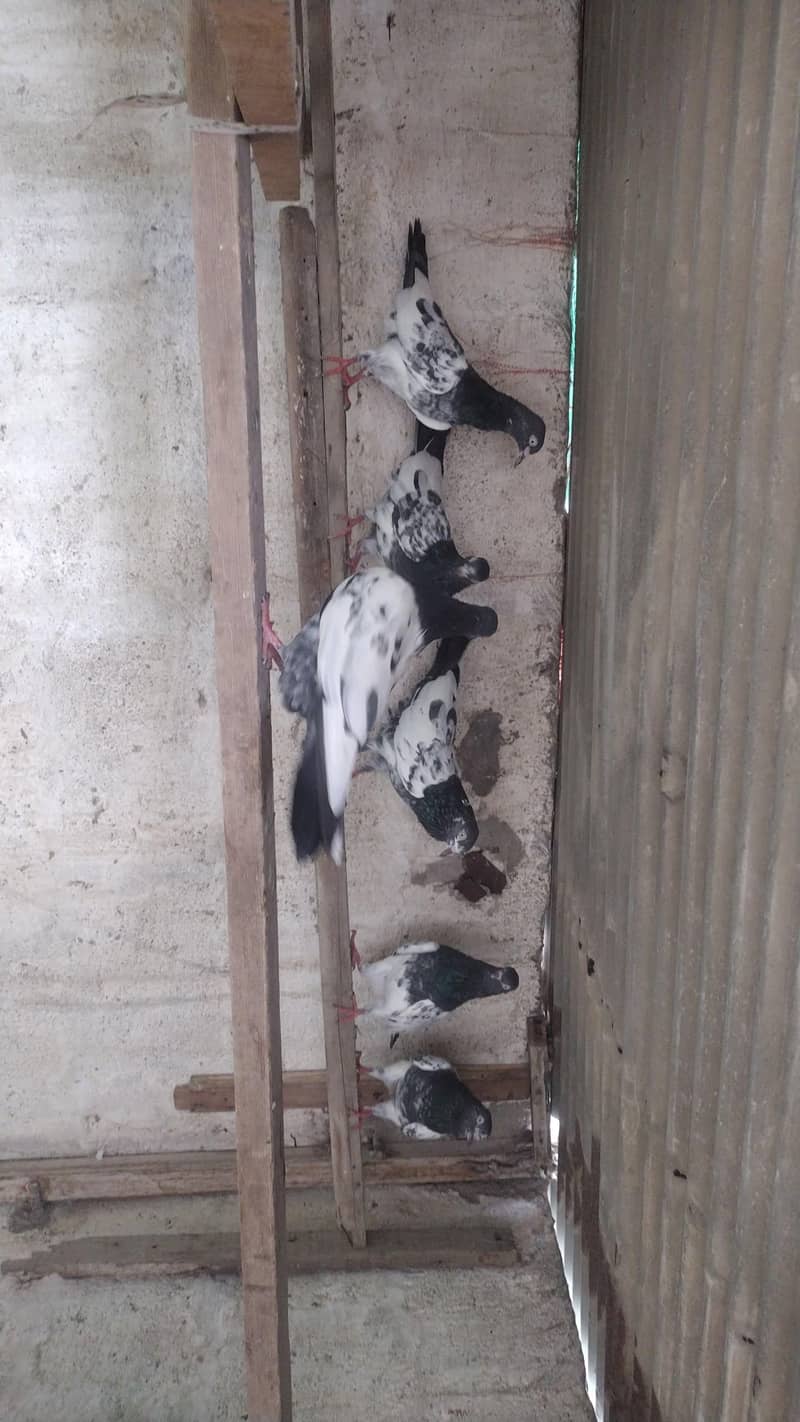 جس کو جو جوڑا خریدنا ہے رابطہ کریں 2