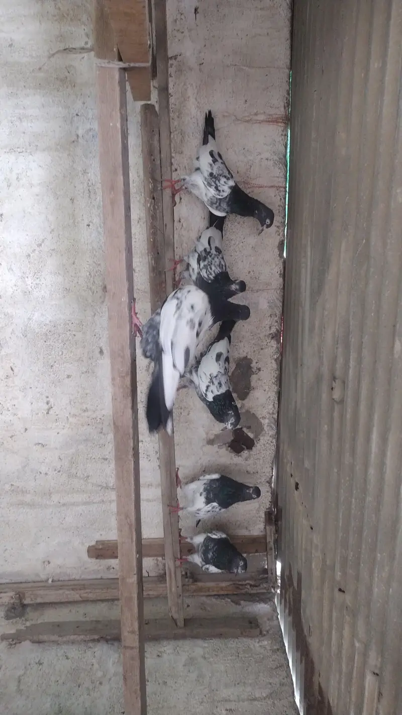جس کو جو جوڑا خریدنا ہے رابطہ کریں — photo 3