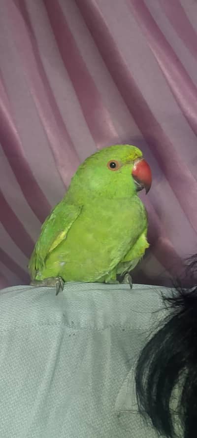 parrot for sale ringneck