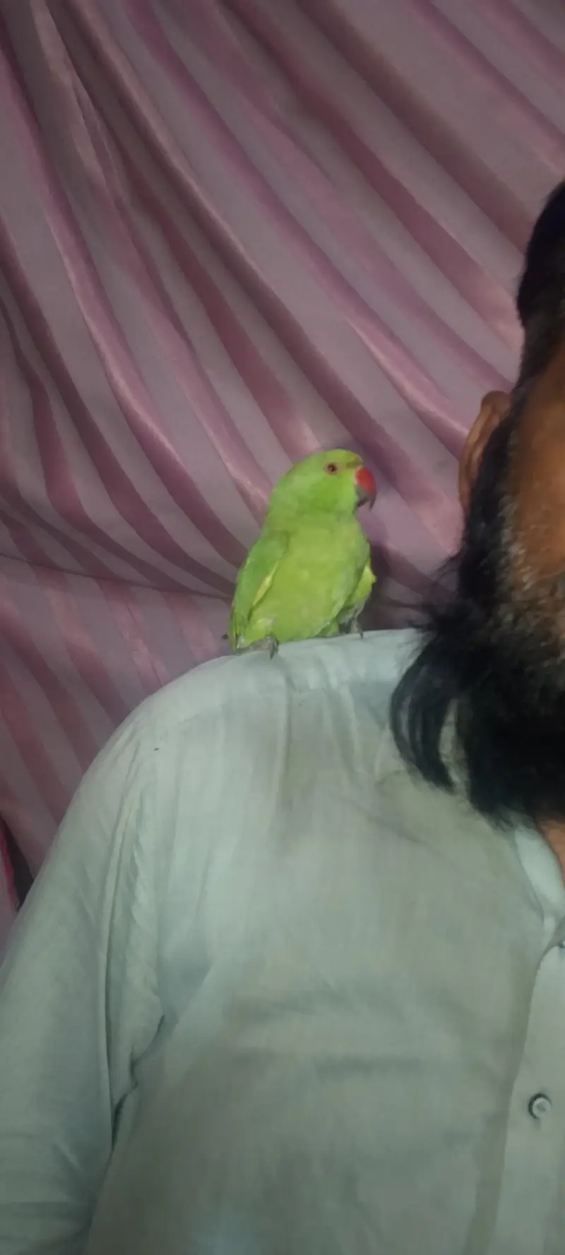 parrot for sale ringneck — photo 3