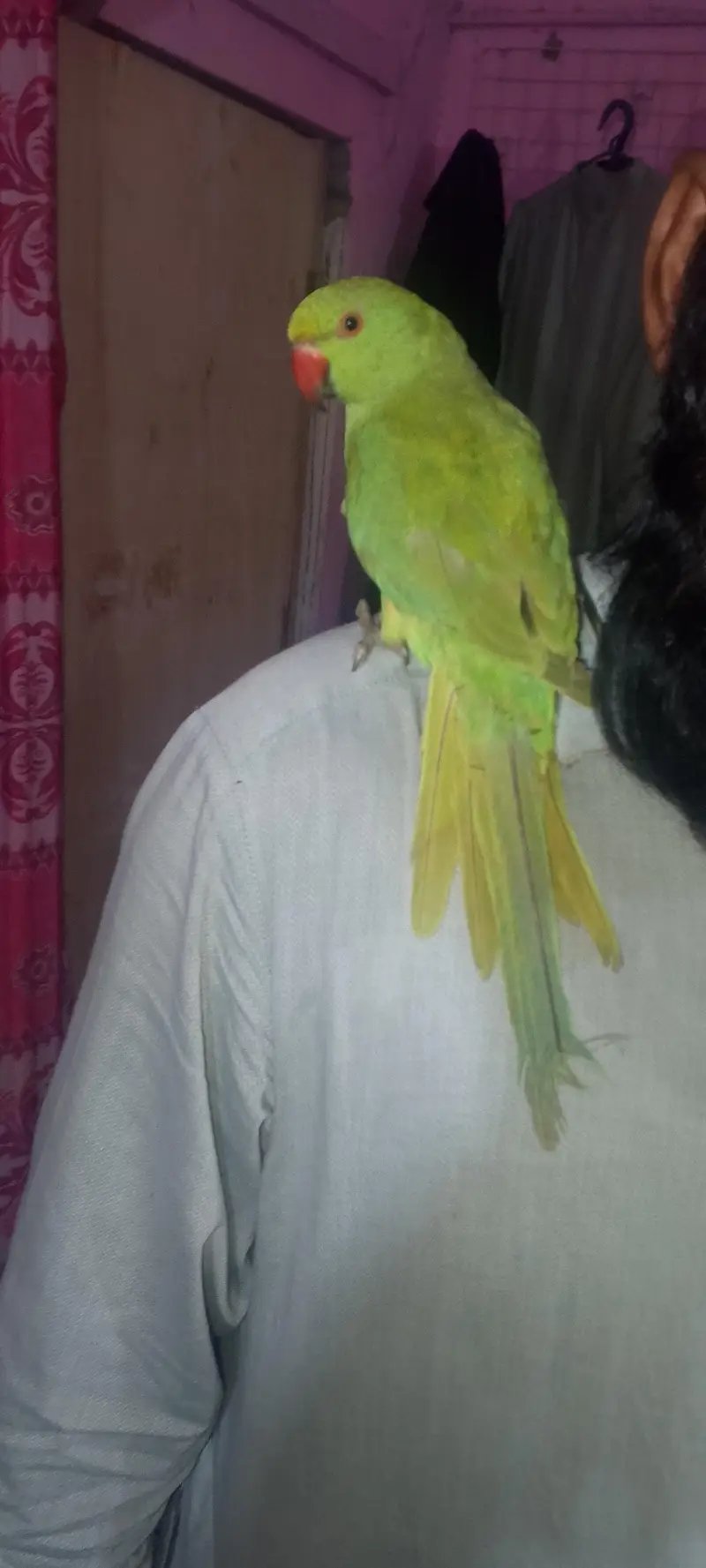 parrot for sale ringneck — photo 4