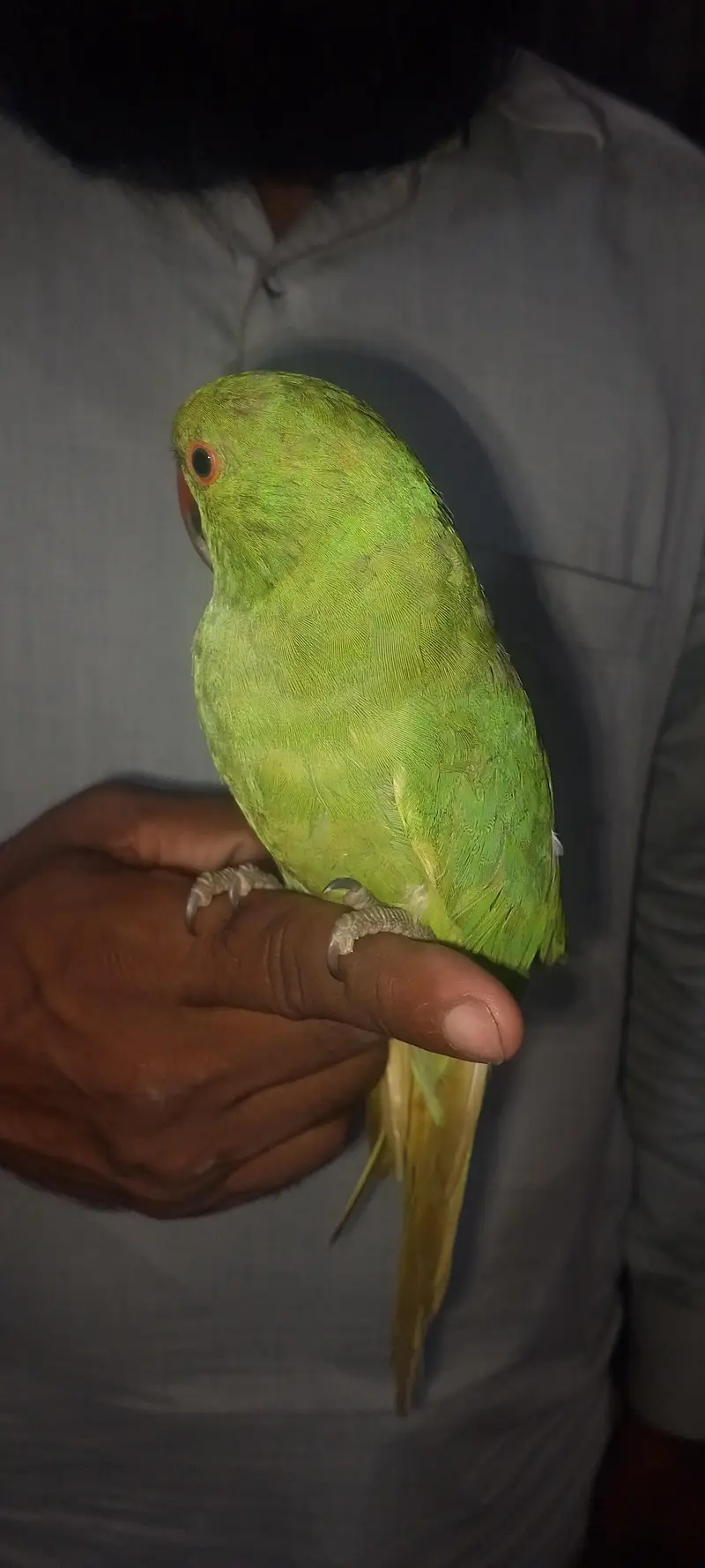 parrot for sale ringneck — photo 6