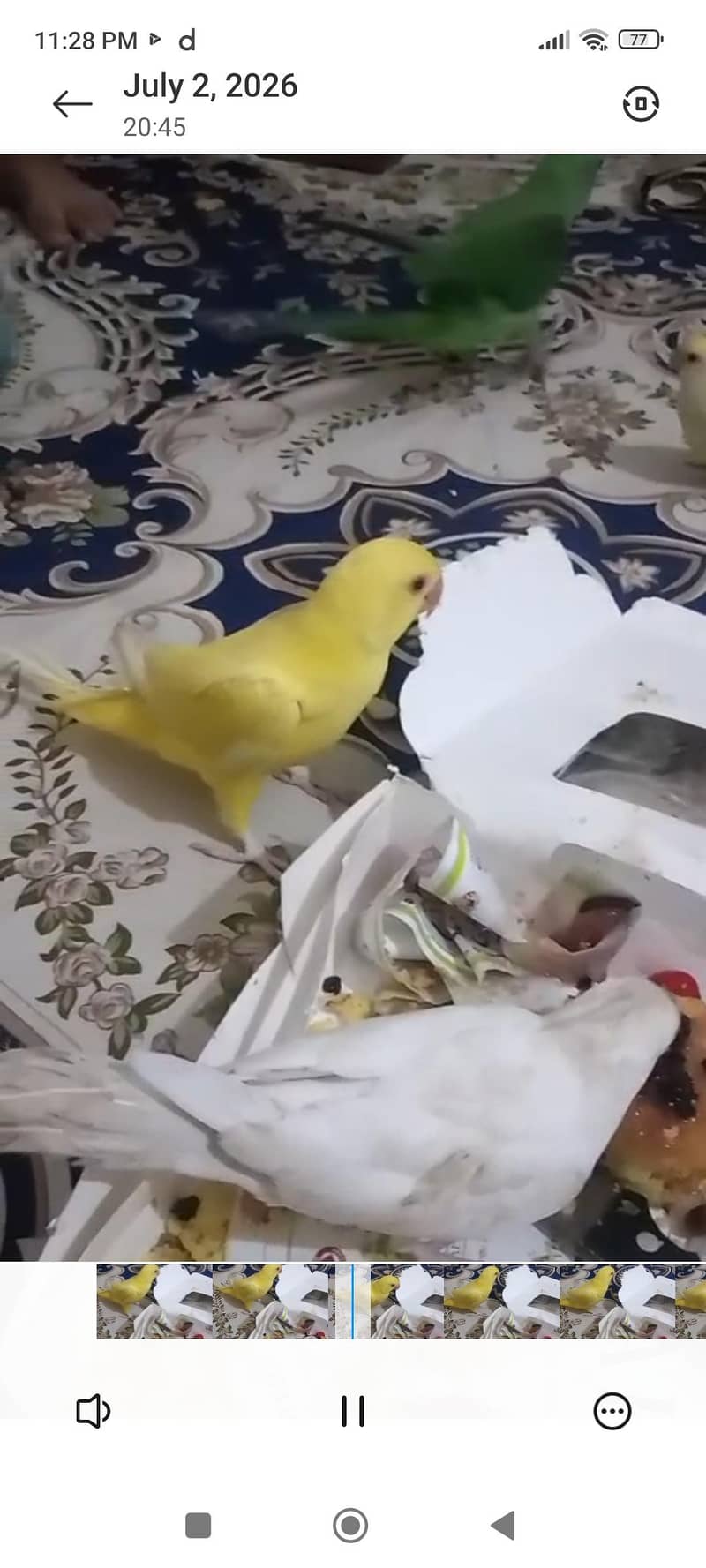 yellow  ring neck 1