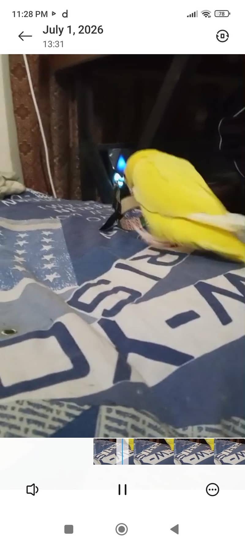 yellow  ring neck 3