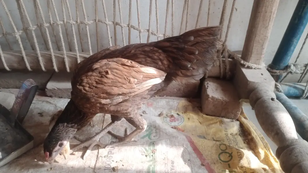 lakha corss shamo — photo 2