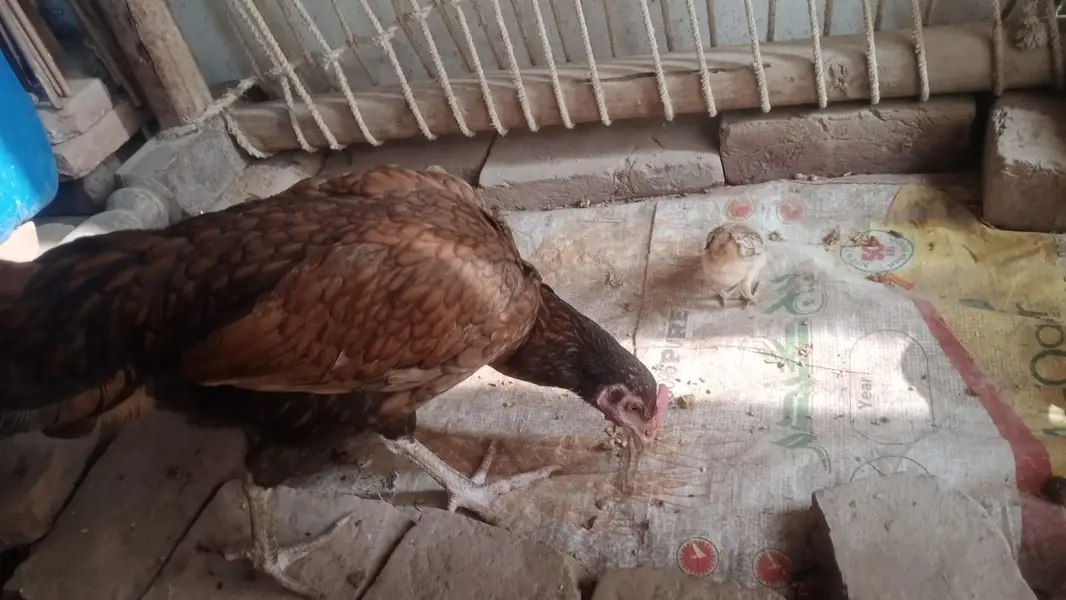 lakha corss shamo — photo 3
