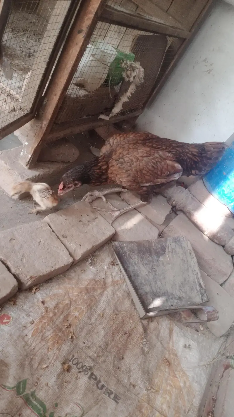 lakha corss shamo — photo 5
