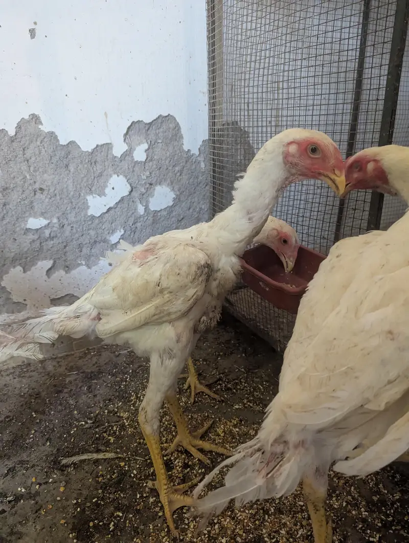 Pure Shamo Breed Kathrina Moral Pure breed 5 piece available — photo 2