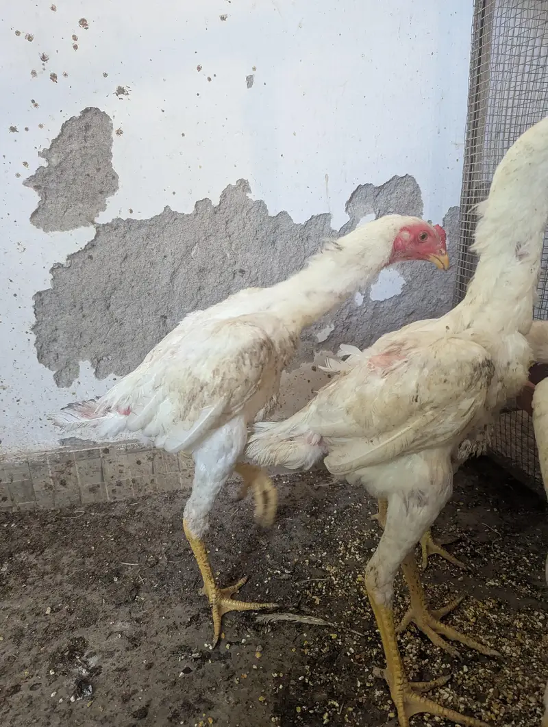 Pure Shamo Breed Kathrina Moral Pure breed 5 piece available — photo 3