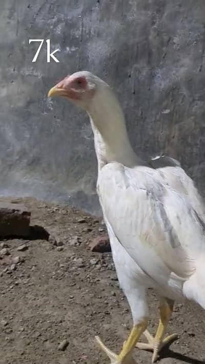 thaipakoy trad and white treo ready to breed and some other 4 months