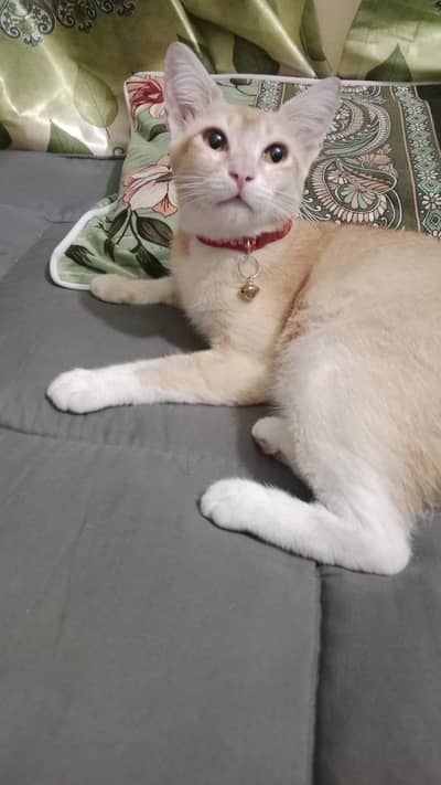 Cat name Molly