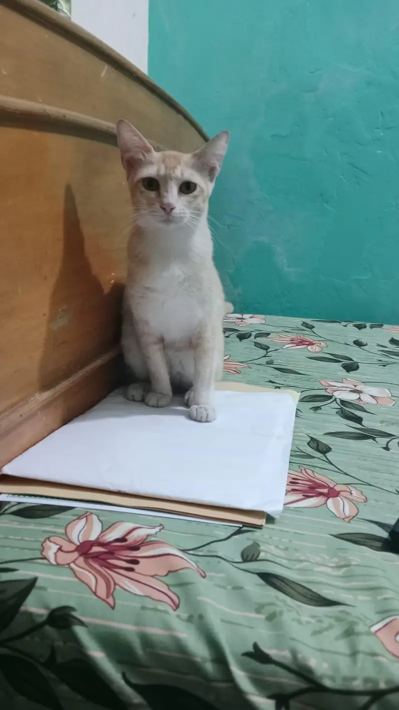 Cat name Molly — photo 2