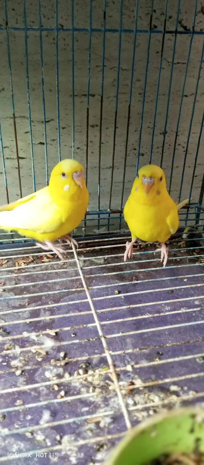A beautiful lutino red eye for sale exhchange offer available — photo 2