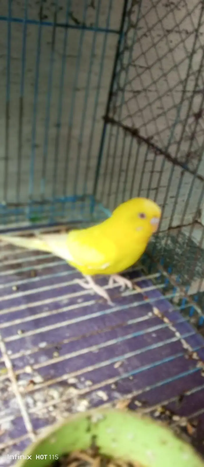 A beautiful lutino red eye for sale exhchange offer available — photo 4