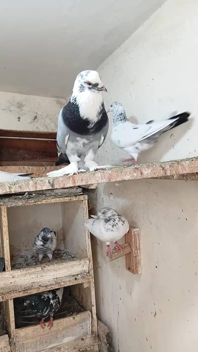 Fancy pigeon