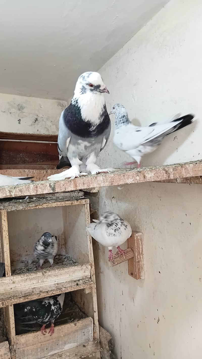Fancy pigeon 0