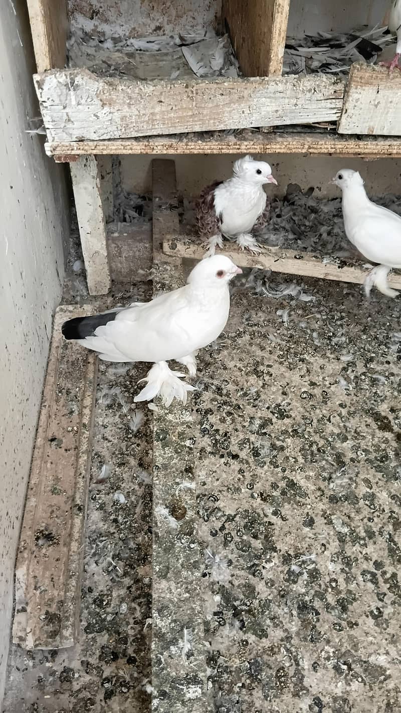 Fancy pigeon 1