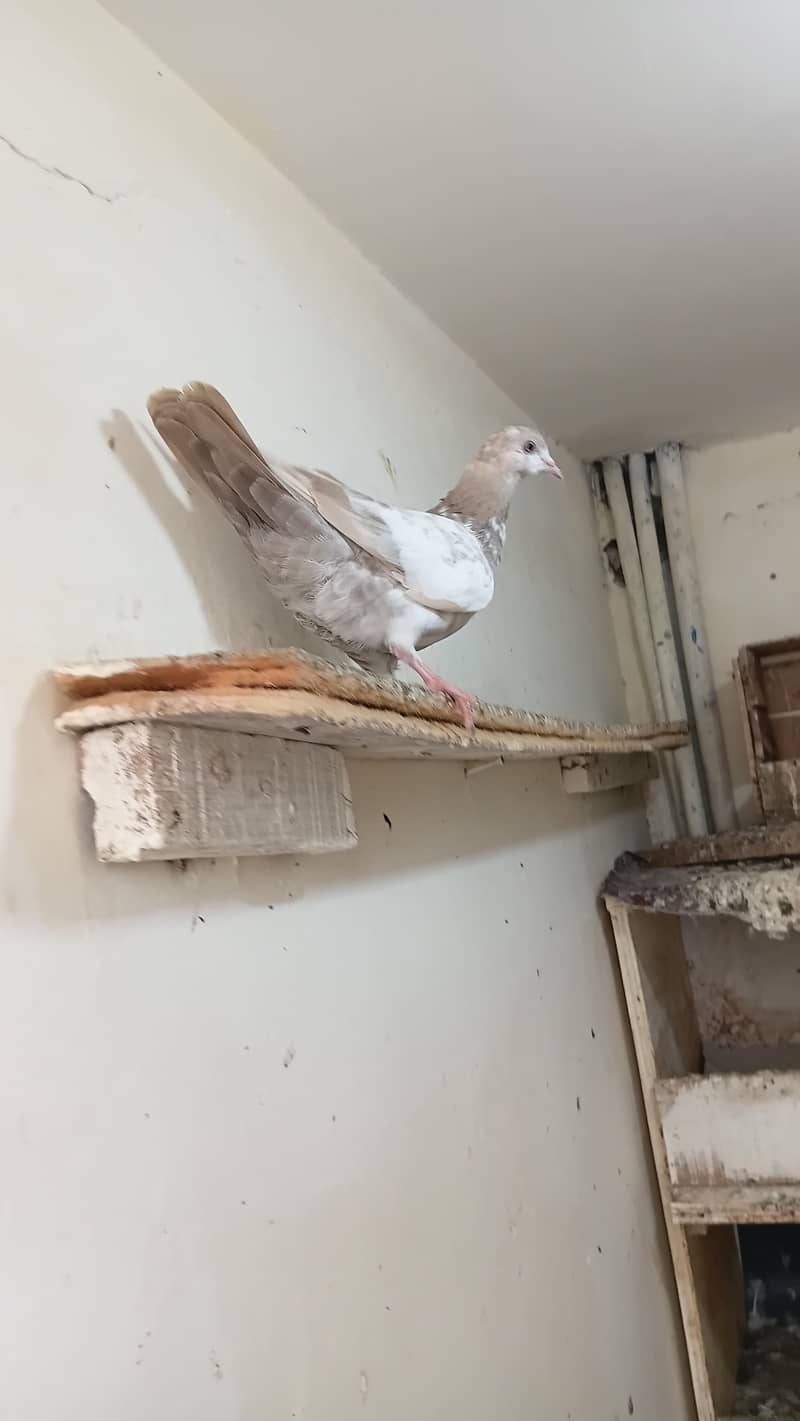 Fancy pigeon 2