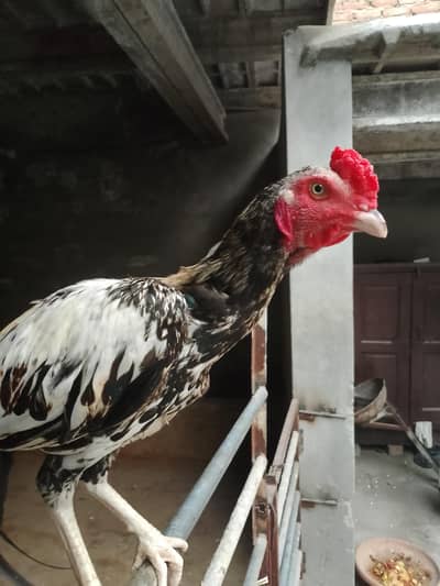 aseel cock