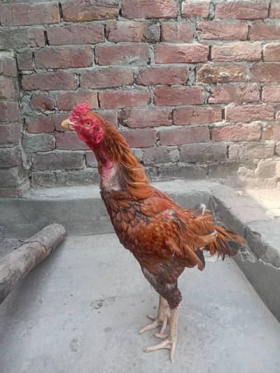 Aseel Sindhi