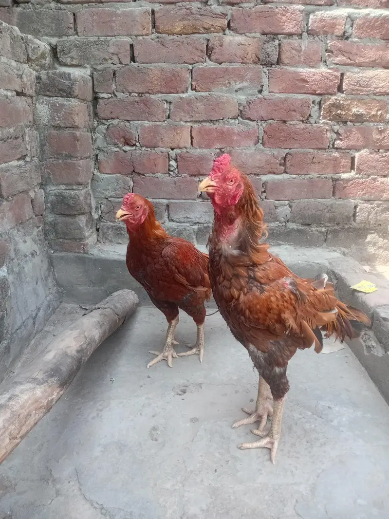 Aseel Sindhi — photo 2