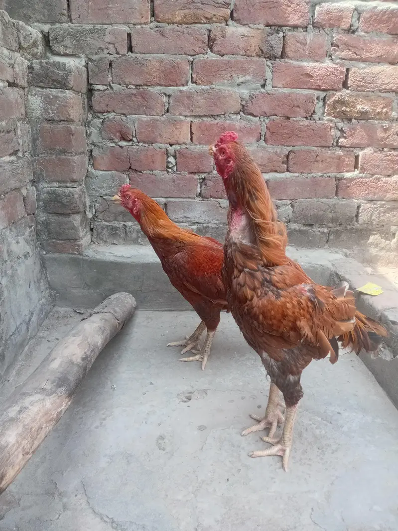 Aseel Sindhi — photo 3