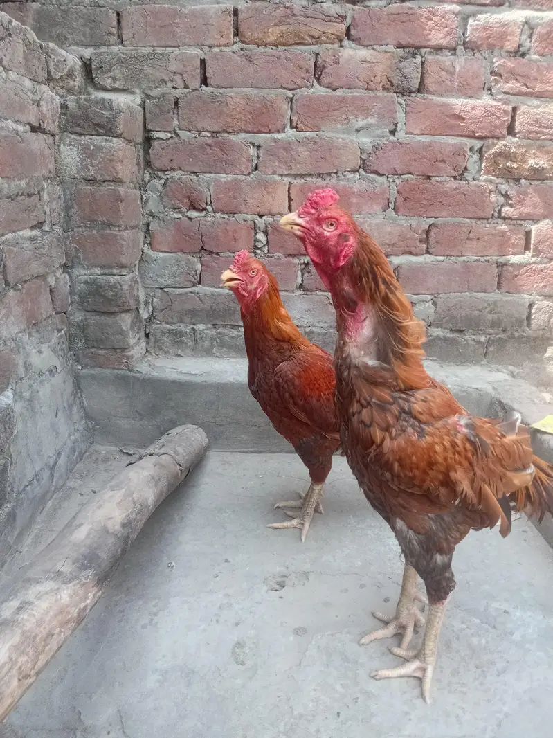 Aseel Sindhi — photo 4