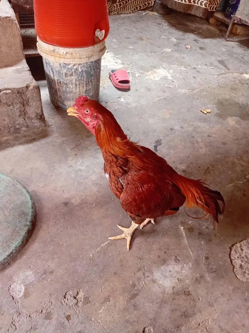 Aseel Sindhi — photo 5
