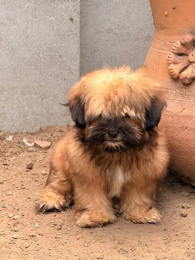 Shitzu Shih-tzu Puppy Female (Dog)