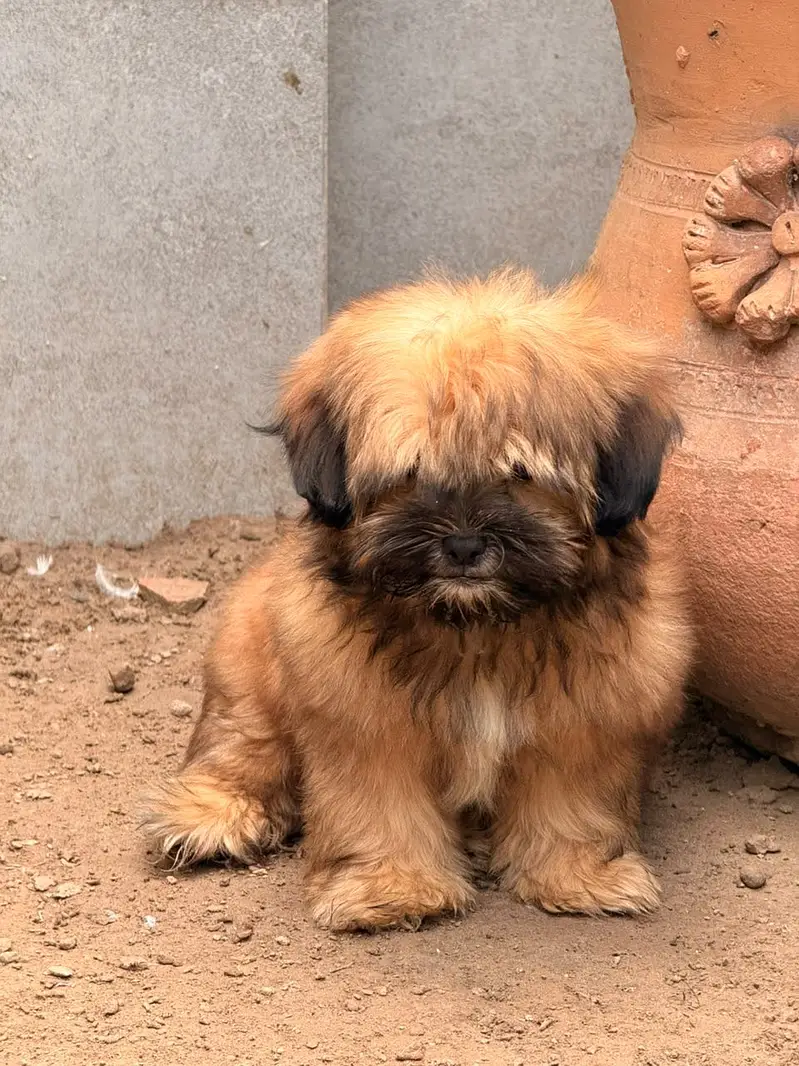 Shitzu Shih-tzu Puppy Female (Dog)