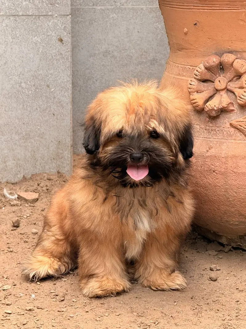 Shitzu Shih-tzu Puppy Female (Dog) — photo 2
