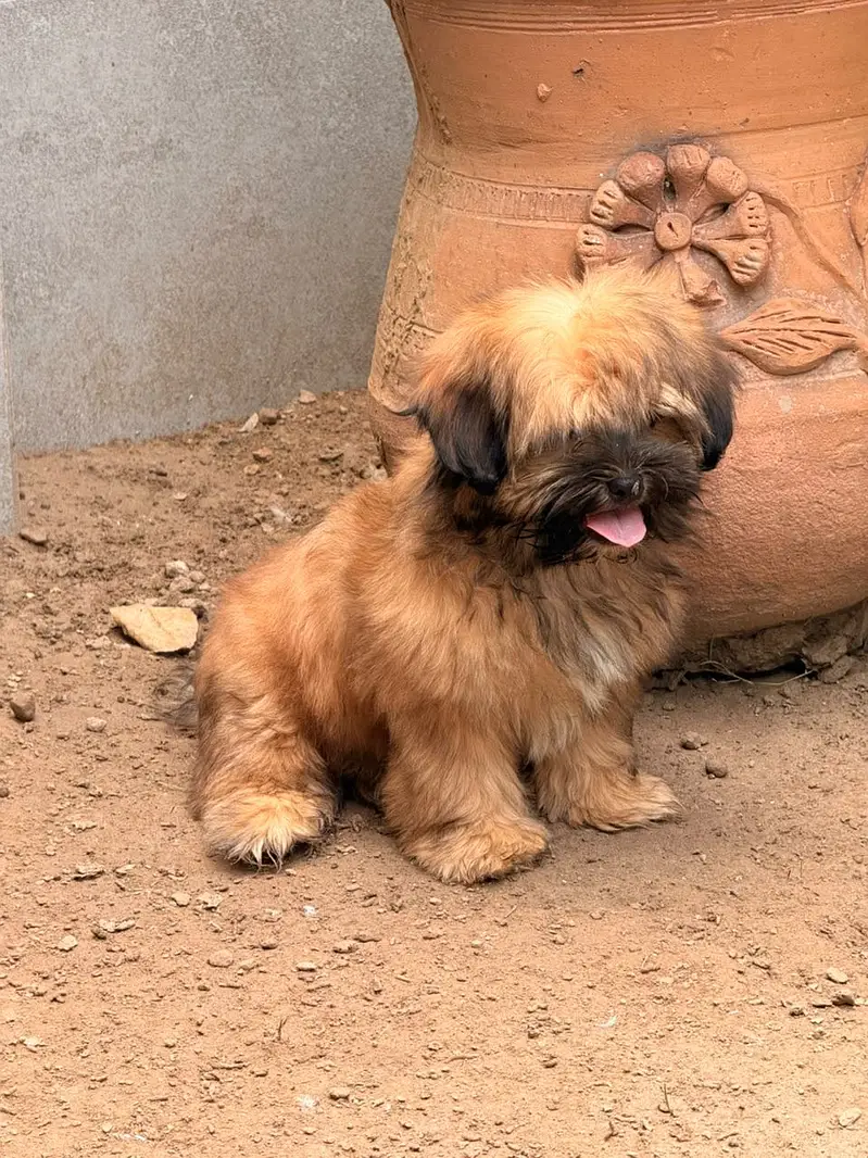 Shitzu Shih-tzu Puppy Female (Dog) — photo 3