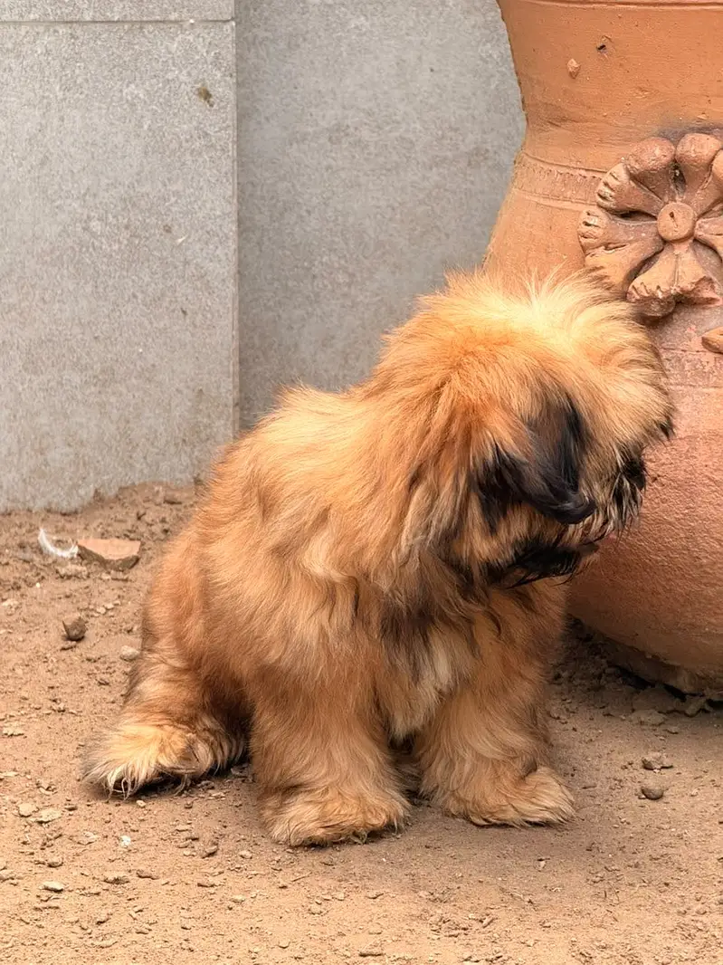 Shitzu Shih-tzu Puppy Female (Dog) — photo 4