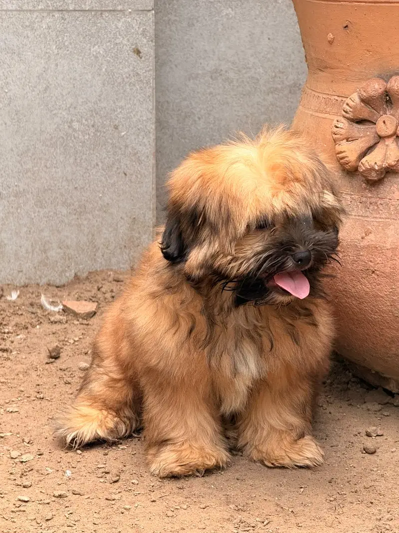 Shitzu Shih-tzu Puppy Female (Dog) — photo 5
