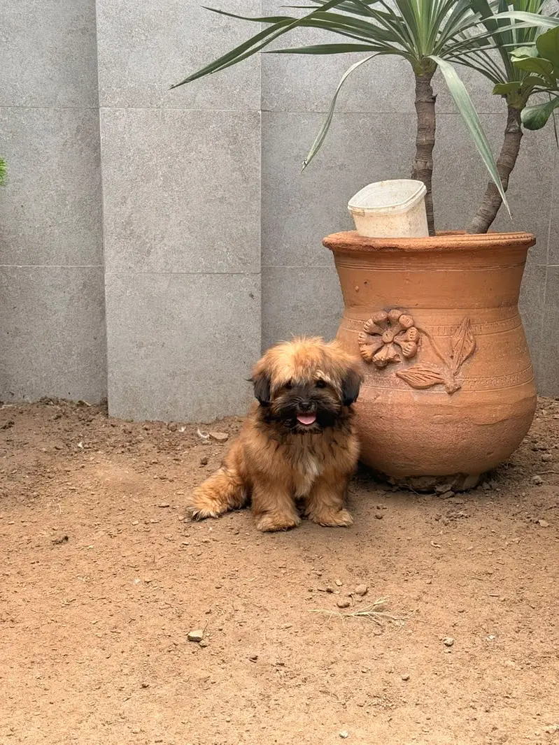 Shitzu Shih-tzu Puppy Female (Dog) — photo 6