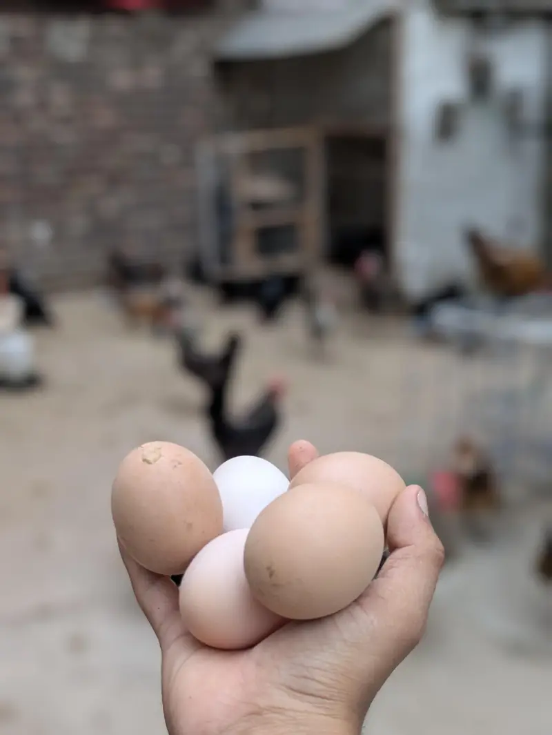 Desi eggs (03444608899) — photo 2