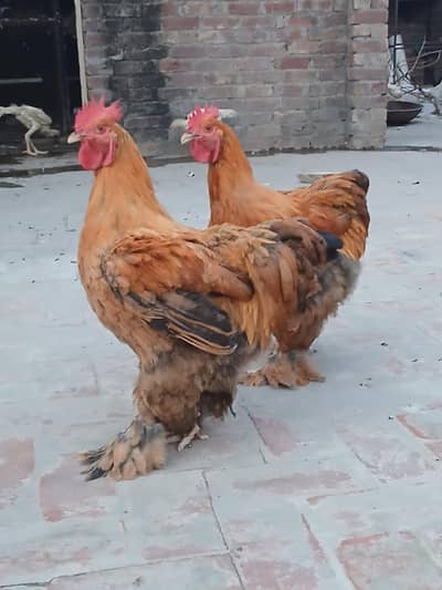 breedar male