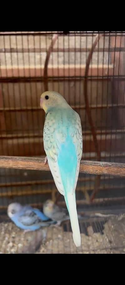 beautifull pathaye for sale.