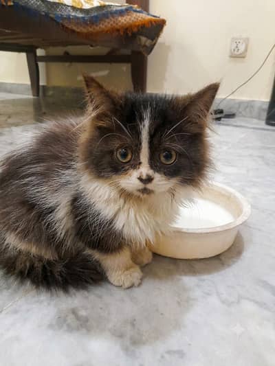 Persian kitten dark brown for sale