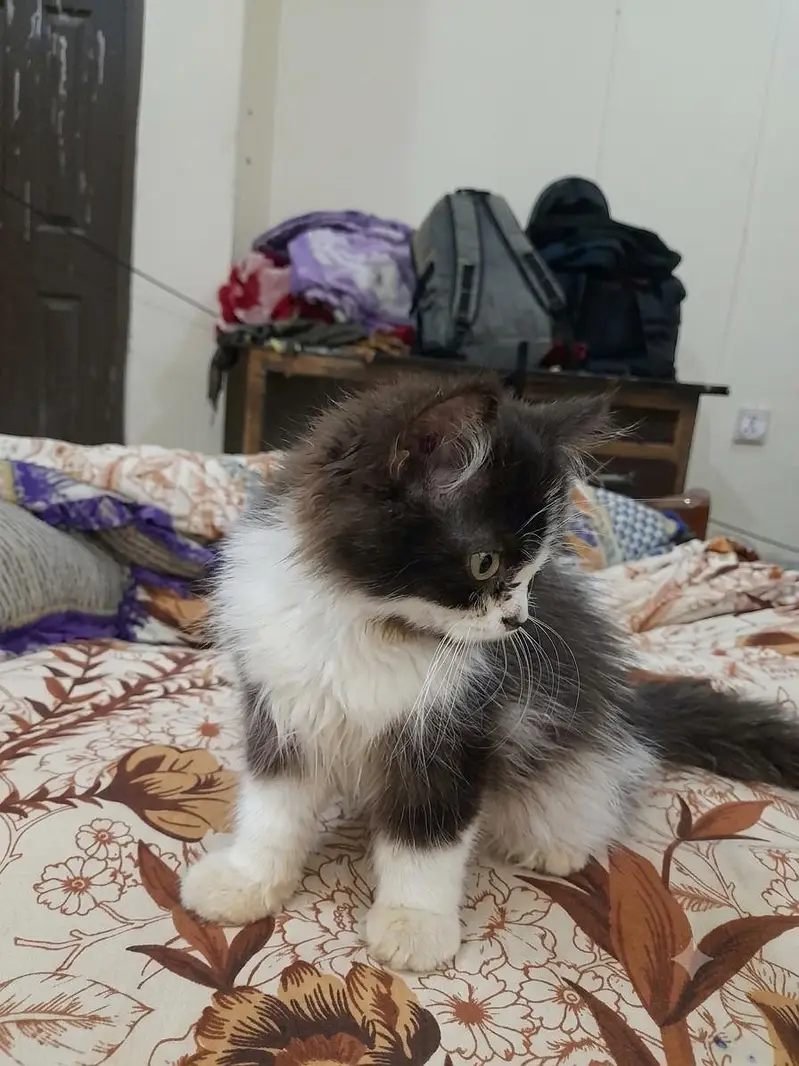 Persian kitten dark brown for sale — photo 2