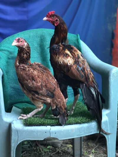Khujuri peela patha or lakhi khajuri breeder madi available