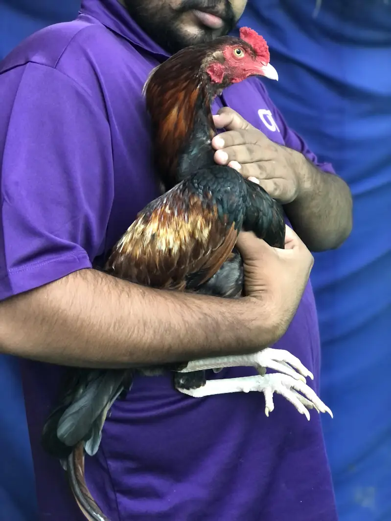 Khujuri peela patha or lakhi khajuri breeder madi available — photo 2