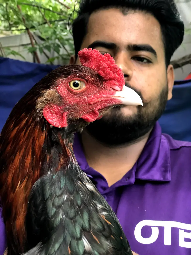 Khujuri peela patha or lakhi khajuri breeder madi available — photo 3