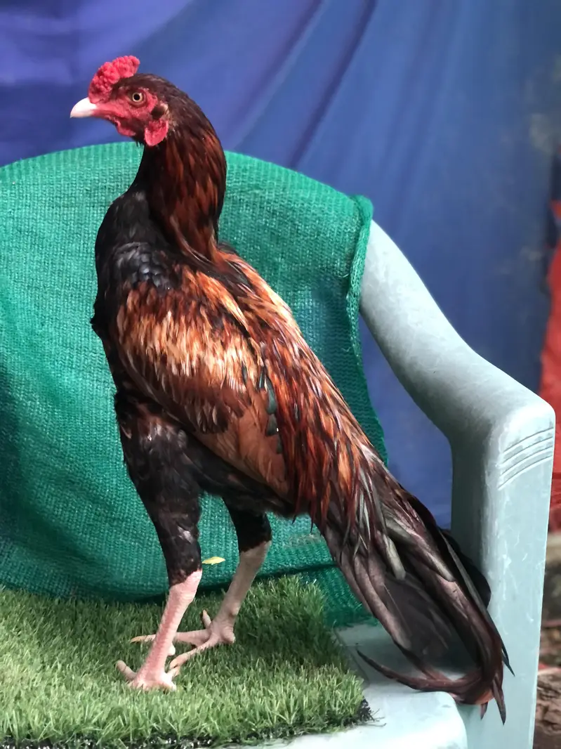 Khujuri peela patha or lakhi khajuri breeder madi available — photo 4