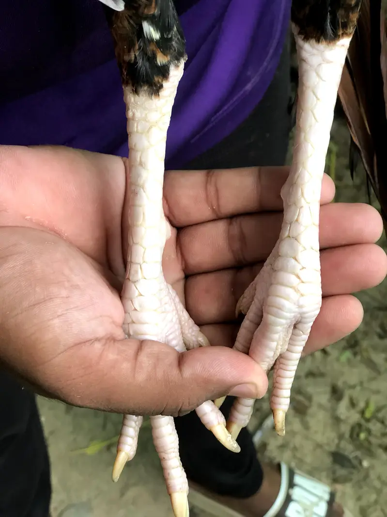 Khujuri peela patha or lakhi khajuri breeder madi available — photo 5