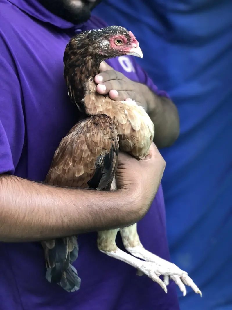 Khujuri peela patha or lakhi khajuri breeder madi available — photo 6