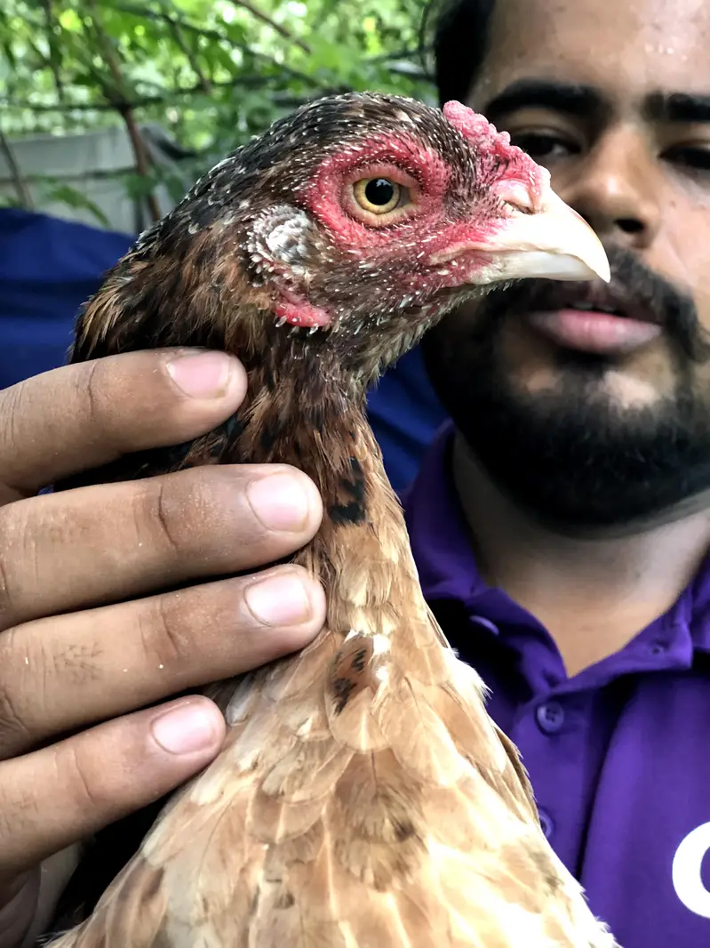 Khujuri peela patha or lakhi khajuri breeder madi available — photo 7