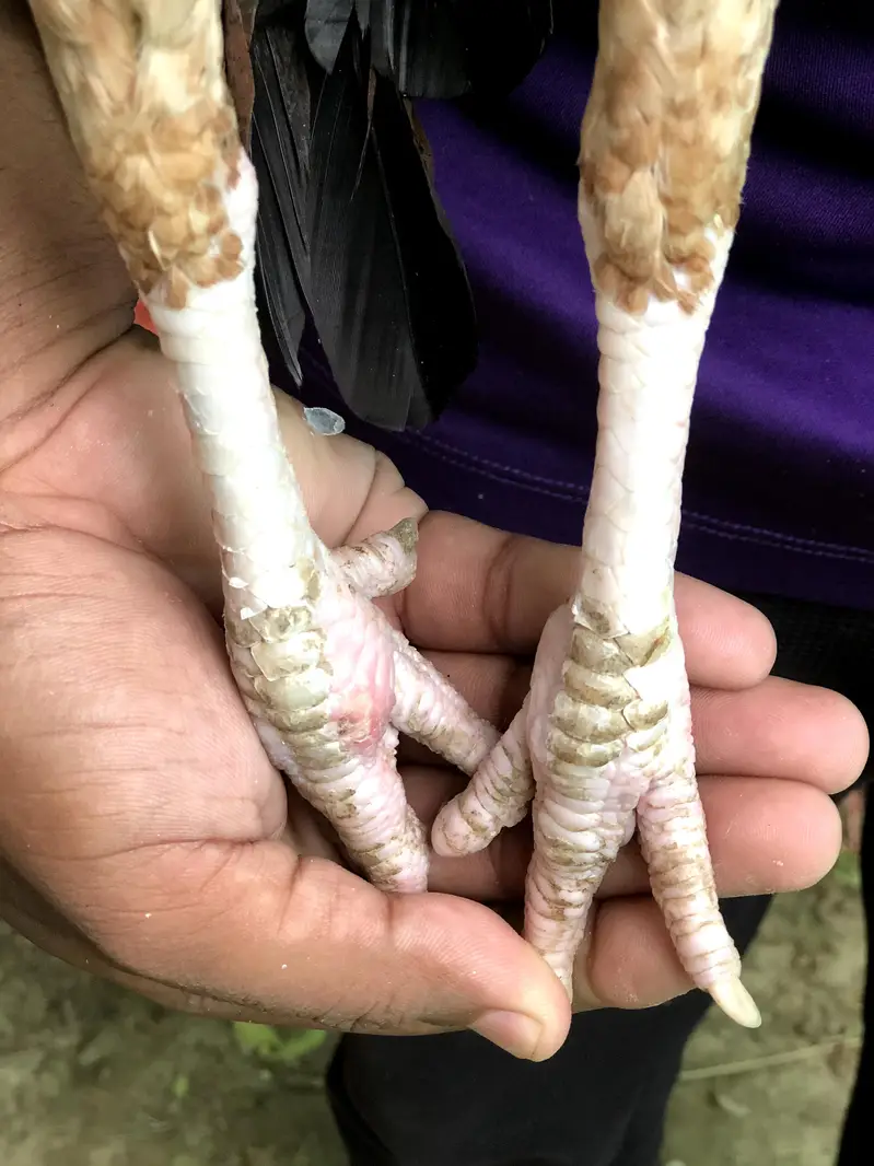Khujuri peela patha or lakhi khajuri breeder madi available — photo 8