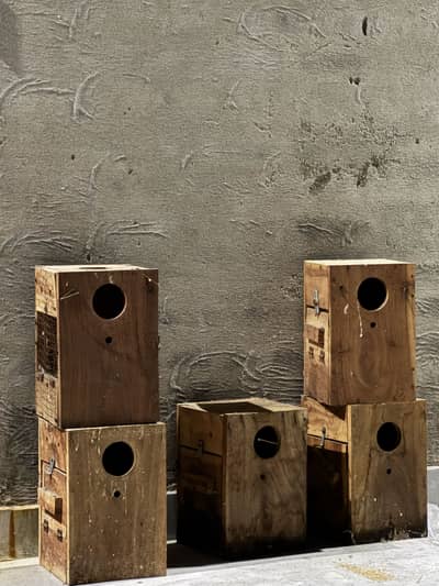 Love birds boxes