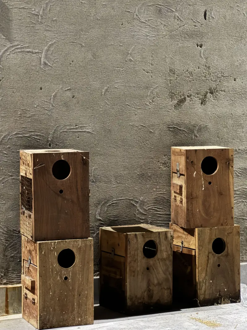 Love birds boxes